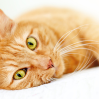 Кошки и их психология