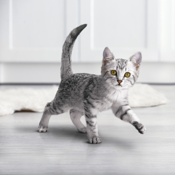 Purina One сухой корм для котят с курицей и цельными злаками - 750 г