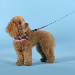 United Pets Complete me Forever шлейка для собак, 1,5 x 34-42 см, оранжевая с рисунком