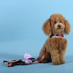 United Pets Complete me Forever шлейка для собак, 1,5 x 34-42 см, оранжевая с рисунком