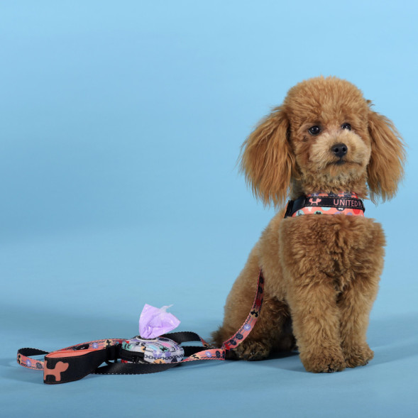 United Pets Complete me Forever шлейка для собак, 1,5 x 34-42 см, оранжевая с рисунком