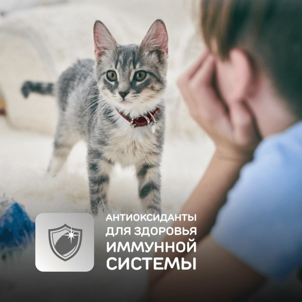 Влажный корм Hills Science Plan для котят для здорового роста и развития, пауч с курицей в соусе - 85 г x 12 шт