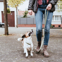 Hunter ALU-Strong Inari M ошейник для собак, 40-55 см, нейлон, с металлической застежкой, оливковый