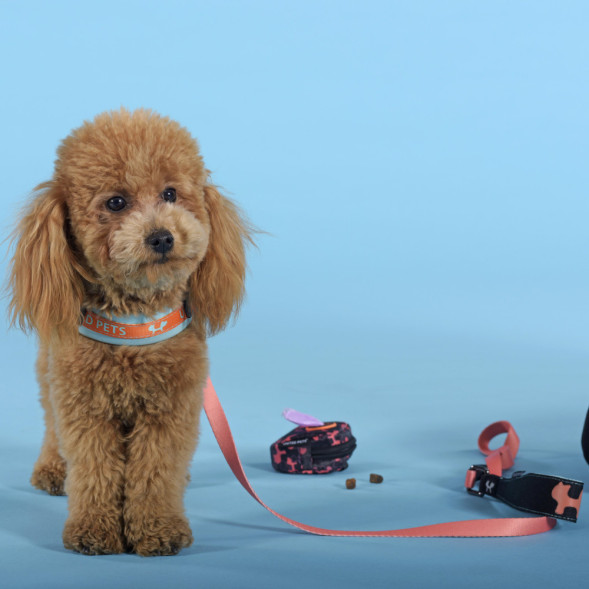 United Pets Complete me шлейка для собак, 2,5 x 40-54 см, голубая с оранжевым