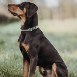 Hunter ALU-Strong Inari S ошейник для собак, 30-45 см, нейлон, с металлической застежкой, оливковый