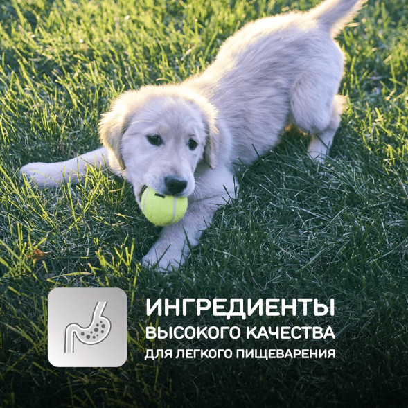 Сухой корм Hills Science Plan для щенков средних пород для поддержания сильного иммунитета, с курицей - 12 кг