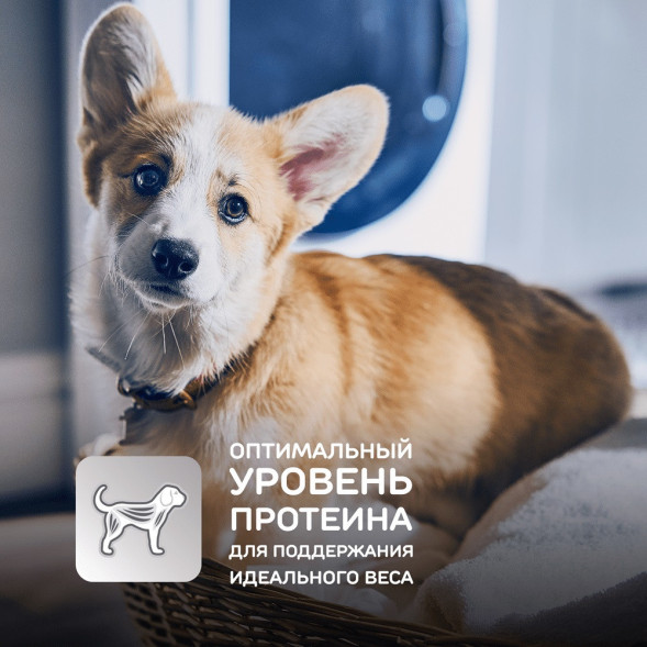 Сухой корм Hills Science Plan для щенков средних пород для поддержания сильного иммунитета, с курицей - 12 кг