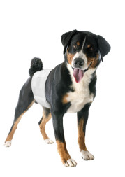 Camon подгузники для жвотных на резинке (для кобелей), 46-60 см (размер 2), 12 шт