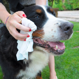 Camon влажные салфетки для кошек и собак с ароматом белого дерева