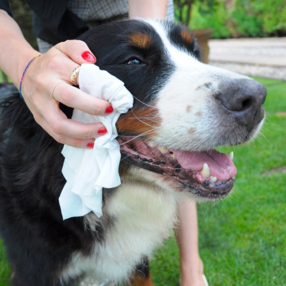 Camon влажные салфетки для кошек и собак с ароматом белого дерева