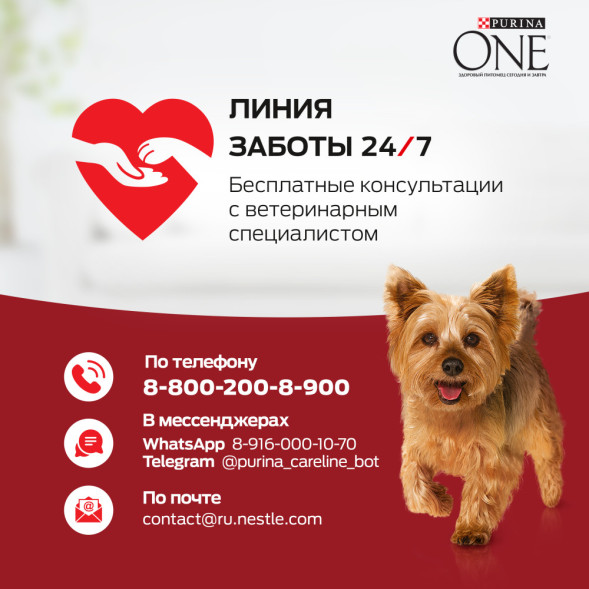 Purina ONE Мини Здоровый вес сухой корм для взрослых собак мелких пород, склонных к набору веса, с высоким содержанием индейки и с рисом - 600 г