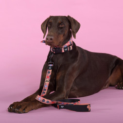 United Pets Complete me Forever поводок для собак, 140 см, 20 мм, оранжевый с рисунком