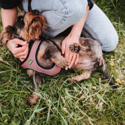 Hunter шлейка для собак Hilo Comfort 36-40 см, сетчатый текстиль, пыльная роза