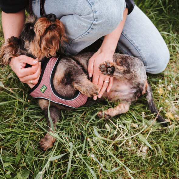 Hunter шлейка для собак Hilo Comfort 36-40 см, сетчатый текстиль, пыльная роза