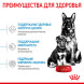 Royal Canin Maxi Starter Mother &amp;amp; Babydog для щенков крупных размеров до 2-месяцев и сук в последней трети беременности и во время лактации - 4 кг