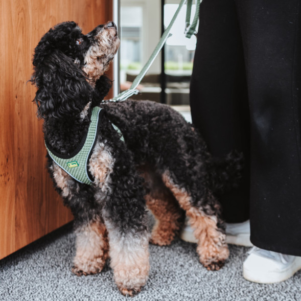 Hunter шлейка для собак Hilo Comfort 33-36 см, сетчатый текстиль, оливковая