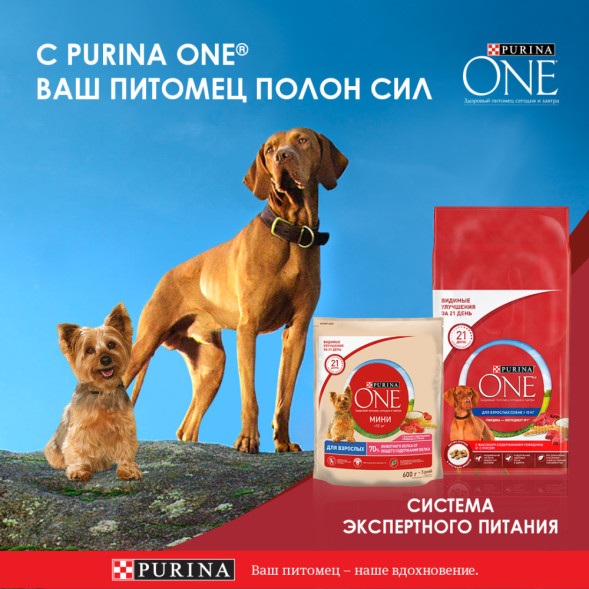 Purina ONE Мини паучи для собак мелких пород с говядиной, картофелем и горохом  - 85 г х 26 шт