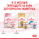 Royal Canin Kitten паучи для котят до 12 месяцев кусочки в желе - 85 г х 24 шт