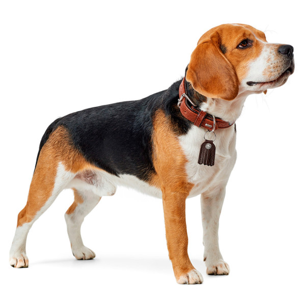 Hunter Cody 55 ошейник для собак, 42-48 см/3,5, кожа бизона, темно коричневый