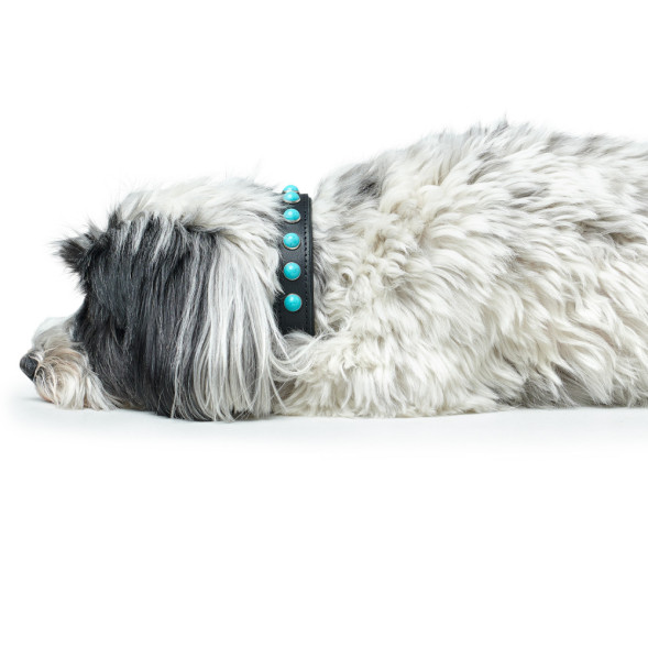 Hunter Modica S ошейник для собак, 31-37 см, натуральная кожа, черный, фурнитура с имитацией бирюзы