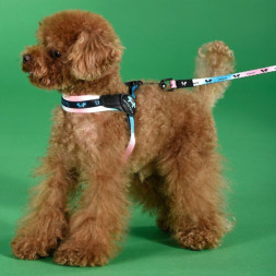 United Pets Complete me поводок для собак, 25х1200 мм, розово-голубой тай-дай