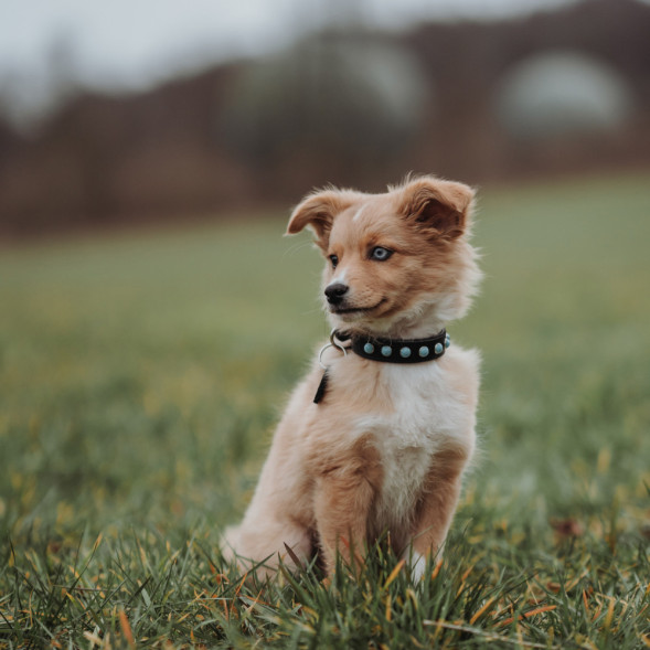 Hunter Modica XS-S ошейник для собак 24-30 см, натуральная кожа, черный, фурнитура с имитацией бирюзы