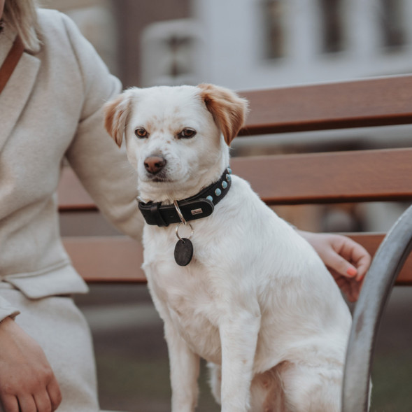 Hunter Modica XS-S ошейник для собак 24-30 см, натуральная кожа, черный, фурнитура с имитацией бирюзы