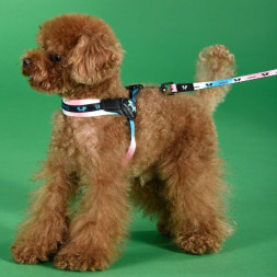 United Pets Complete me поводок для собак, 20х1400 мм, розово-голубой тай-дай