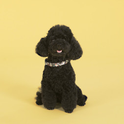 United Pets Complete me ошейник для собак, M 34-56/2 см, разноцветный рисунок