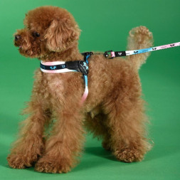 United Pets Complete me поводок для собак, 16х1400 мм, розово-голубой тай-дай