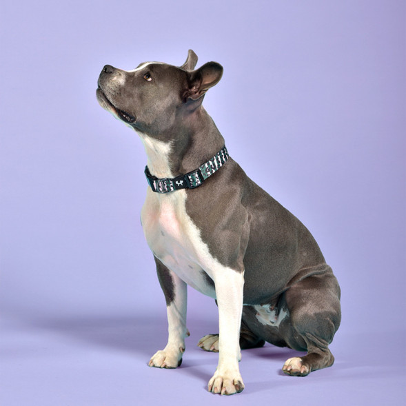 United Pets Complete me ошейник для собак, L 43-73/2,5 см, розовый камуфляж