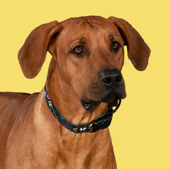 United Pets Complete me XS ошейник для собак 10х180/300 мм, черный с разноцветными булавками