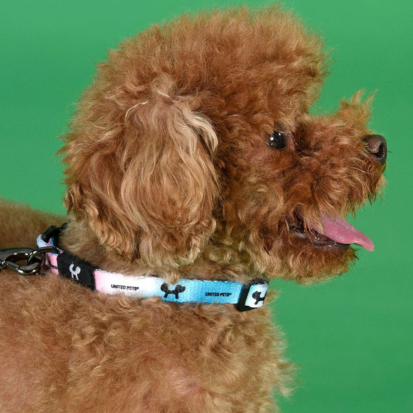 United Pets Complete me XS ошейник для собак 10х180/300 мм, розово-голубой тай-дай