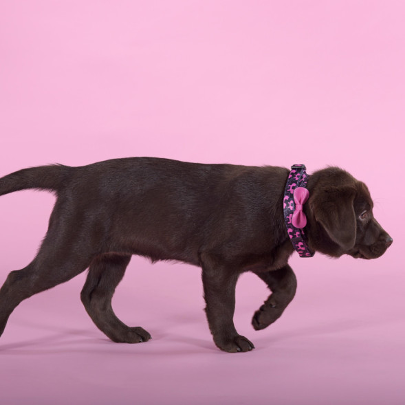 United Pets Complete me Identity ошейник для собак, M 34-56/2 см, черный с розовым