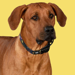 United Pets Complete me M ошейник для собак 20х340/560 мм, черный с разноцветными булавками