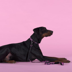 United Pets Complete me Identity ошейник для собак, L 43-73/2,5 см, черный с розовым