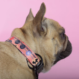 United Pets Complete me Forever ошейник для собак, L 43-73/2,5 см, оранжевый с рисунком