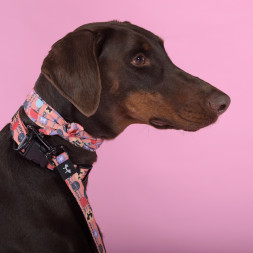 United Pets Complete me Forever ошейник для собак, L 43-73/2,5 см, оранжевый с рисунком