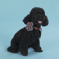 United Pets Complete me Роза аксессуар для собак, красная зебра