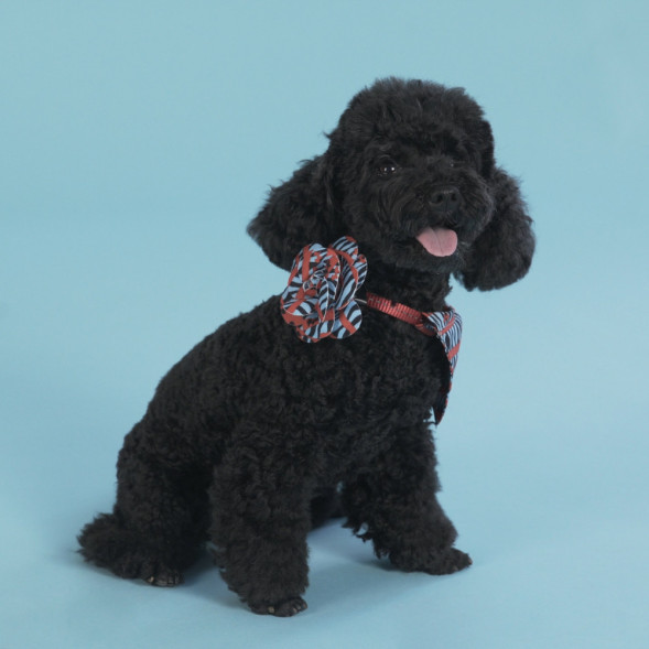 United Pets Complete me Роза аксессуар для собак, красная зебра