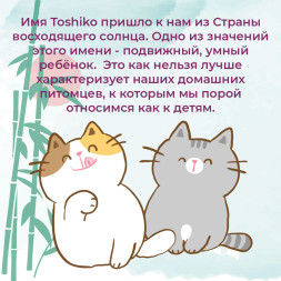 Toshiko Натуральный наполнитель комкующийся древесный для кошачьих туалетов - 7,6 кг (20 л)