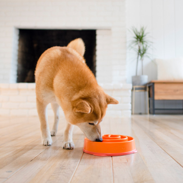 OutwardHound миска для собак для медленного поедания Водоворот, оранжевый, MD