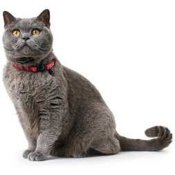 Hunter ошейник для кошек by Laura красная