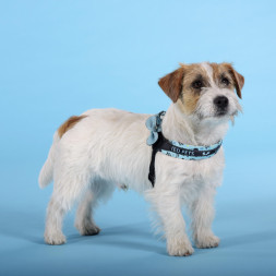 United Pets Complete me Writing шлейка для собак, 2,5 x 40-54 см, голубая с рисунком