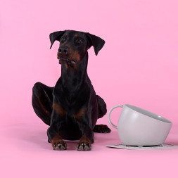 United Pets Kit CUP чашка + коврик, серые