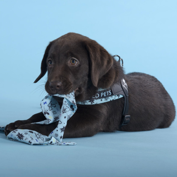 United Pets Complete me Writing шлейка для собак, 1,5 x 34-42 см, голубая с рисунком